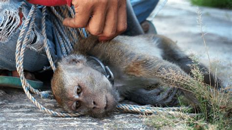 indonesian dicovary chanel pink monkey kills group|Ringleader of global monkey torture network, 'The Torture King.